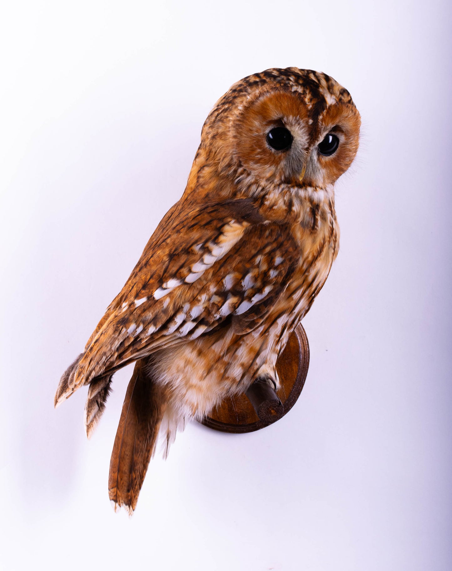 Tawny Owl Taxidermy Wall Mount For Sale