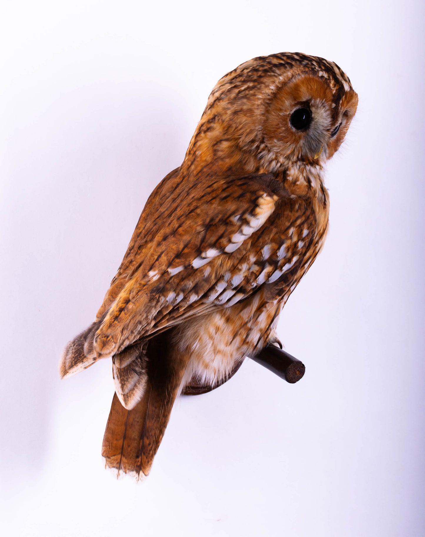 Tawny Owl Taxidermy Wall Mount For Sale