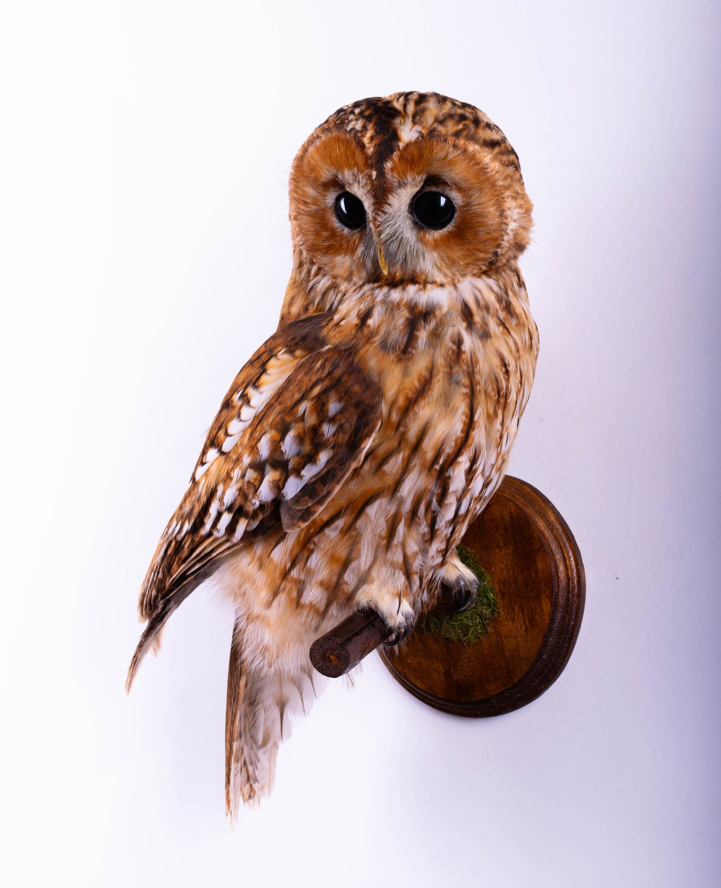 Tawny Owl Taxidermy Wall Mount For Sale