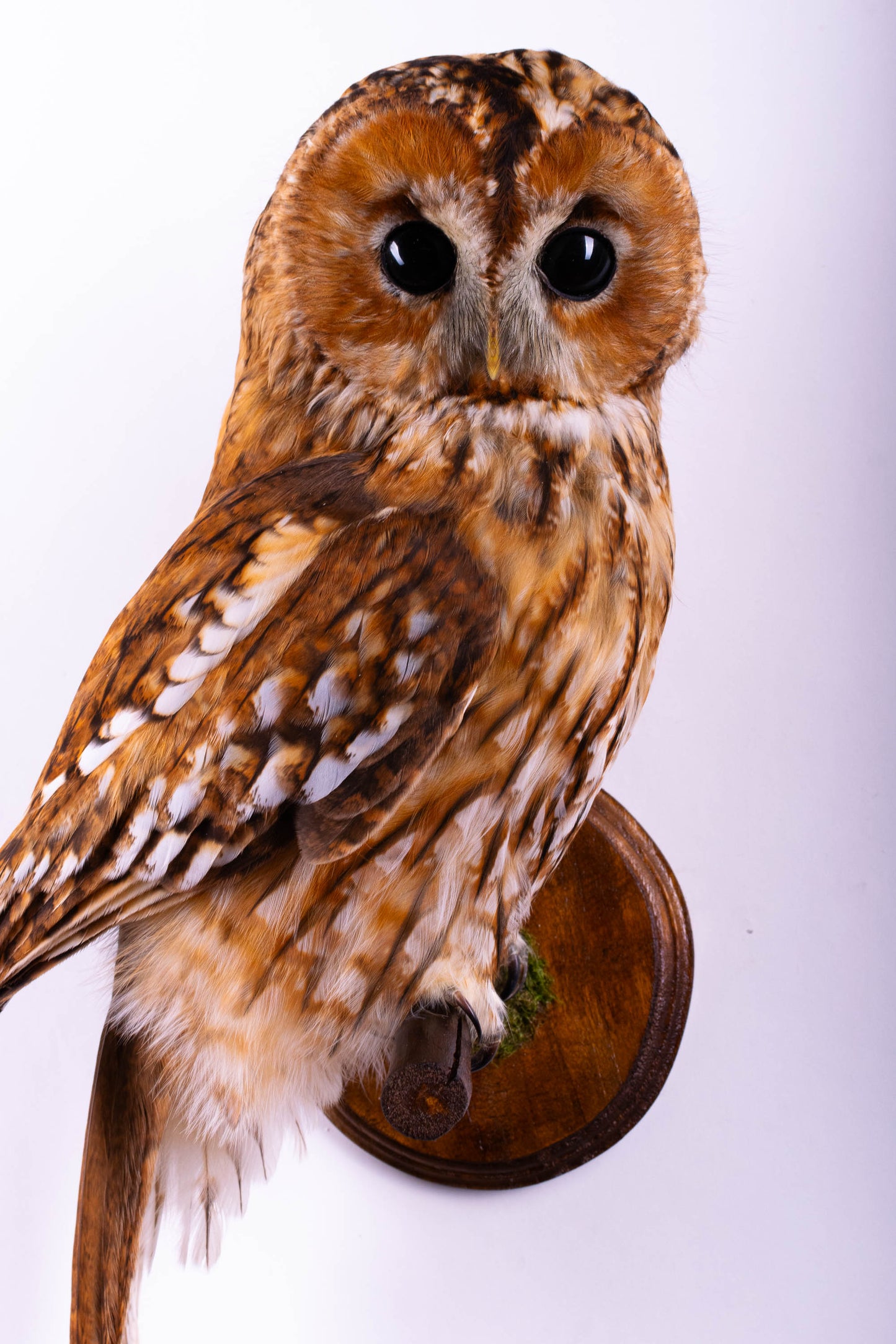 Tawny Owl Taxidermy Wall Mount For Sale