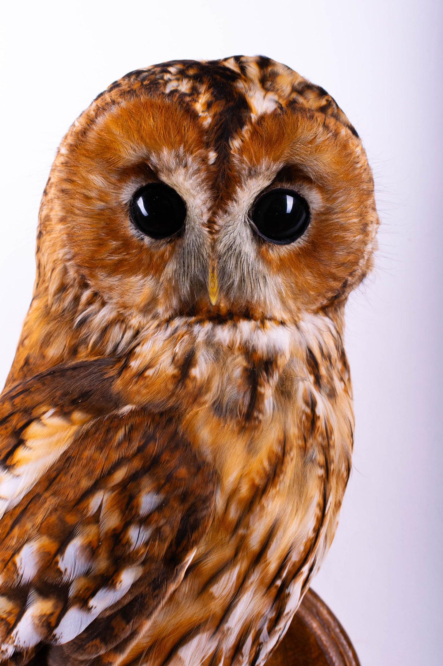 Tawny Owl Taxidermy Wall Mount For Sale