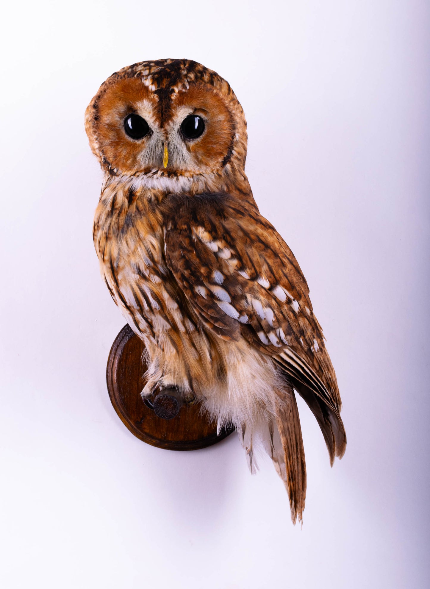 Tawny Owl Taxidermy Wall Mount For Sale
