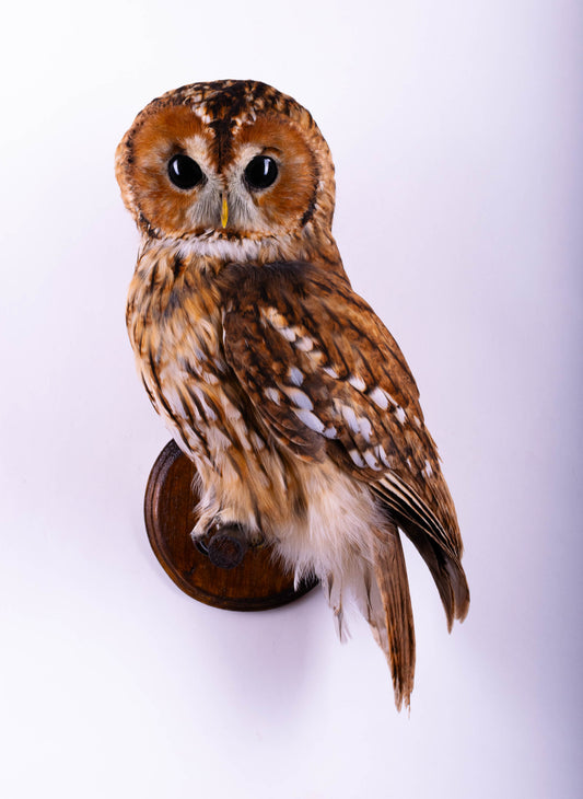 Tawny Owl Taxidermy Wall Mount For Sale