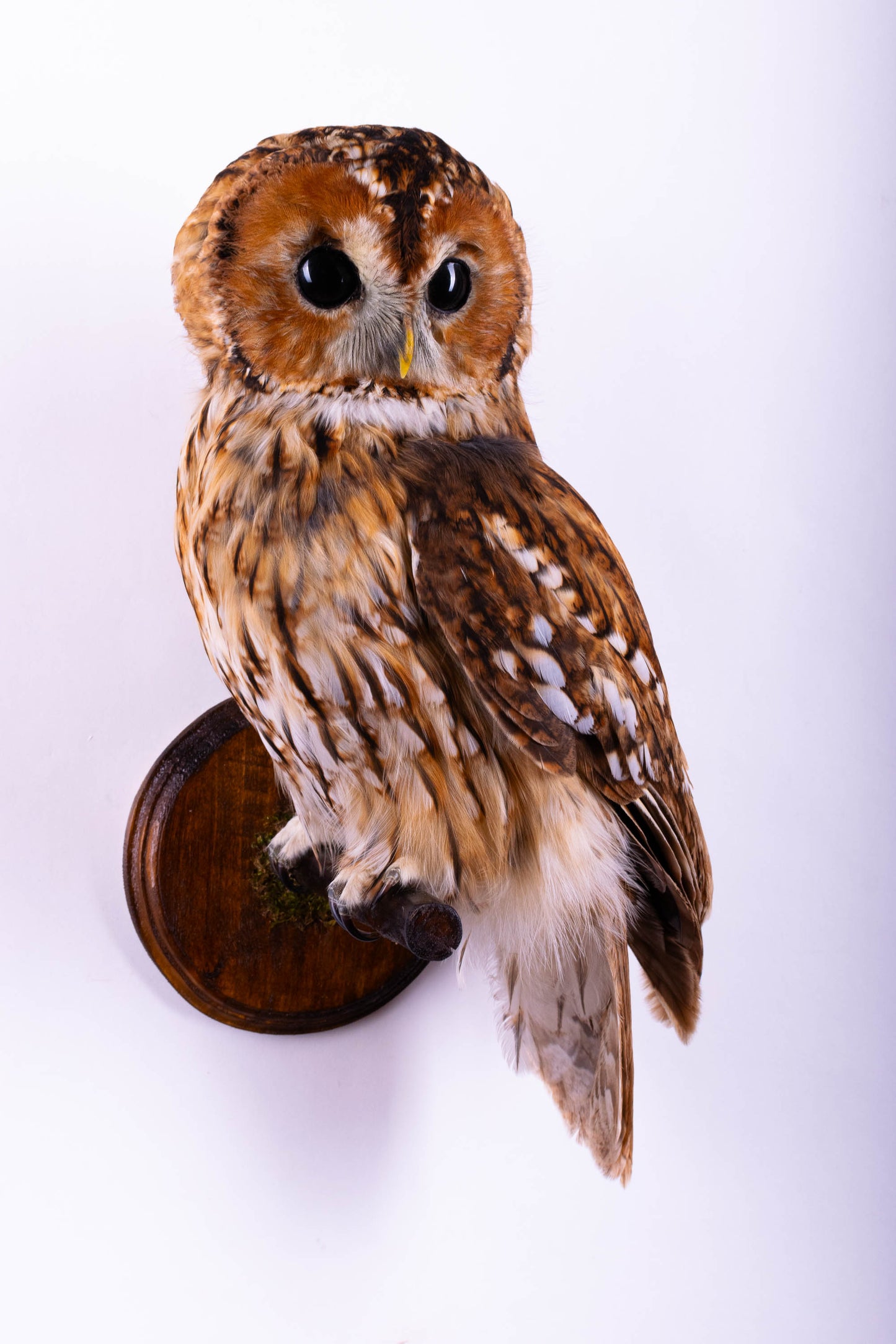 Tawny Owl Taxidermy Wall Mount For Sale