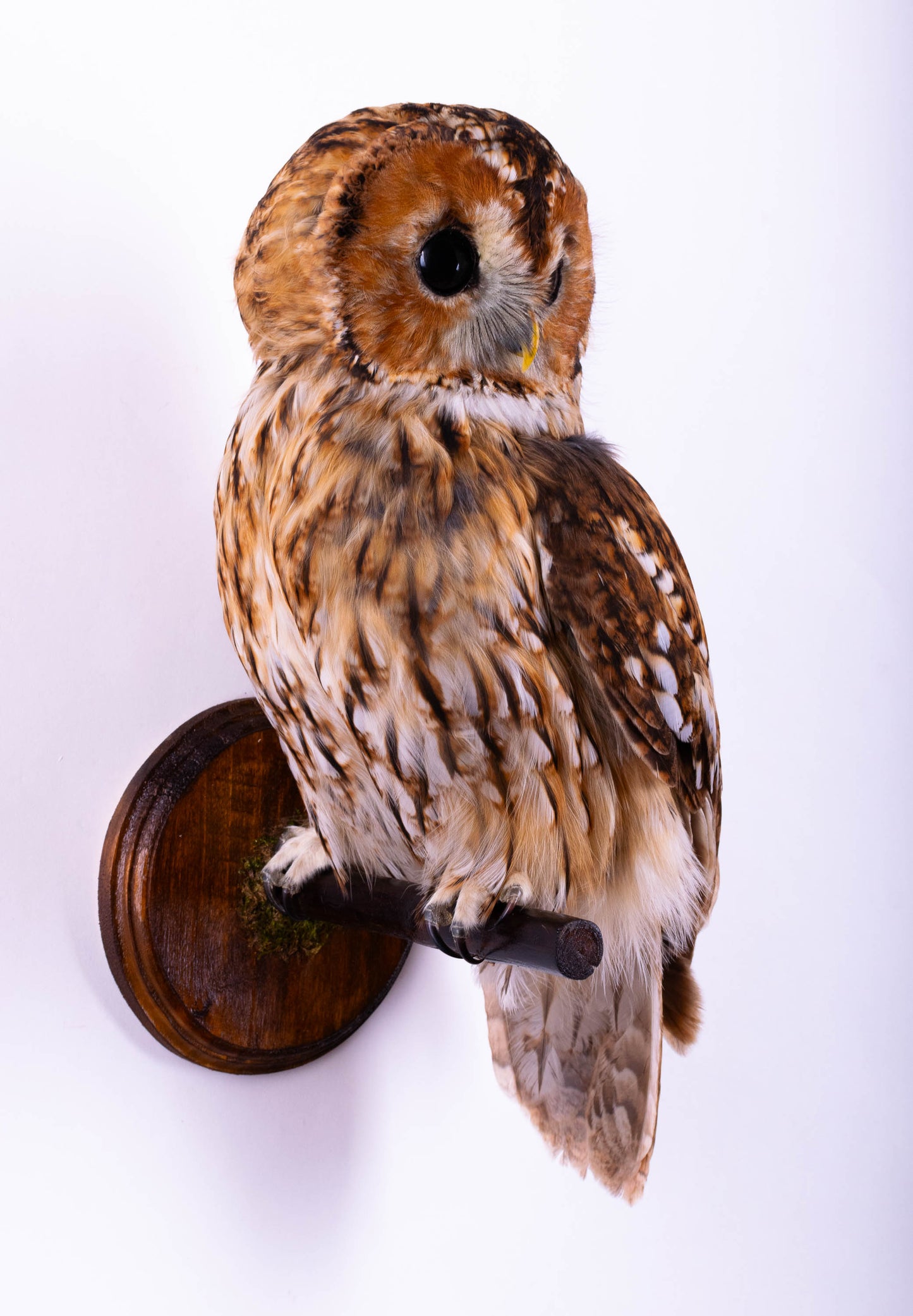 Tawny Owl Taxidermy Wall Mount For Sale
