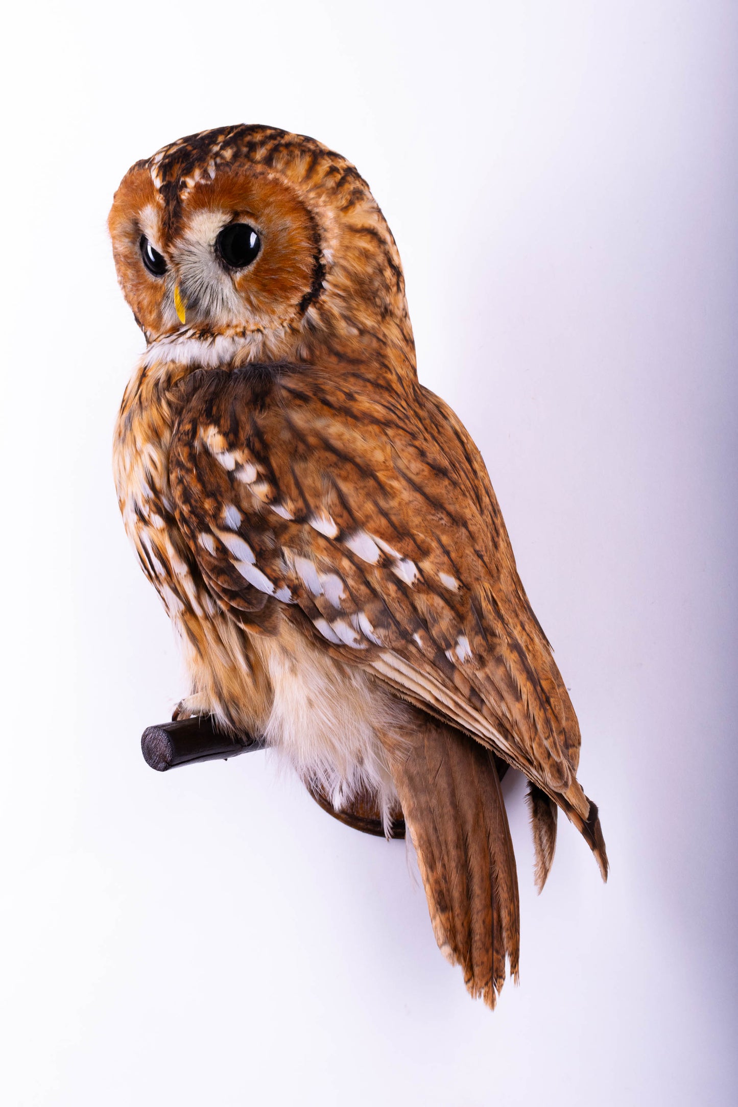 Tawny Owl Taxidermy Wall Mount For Sale