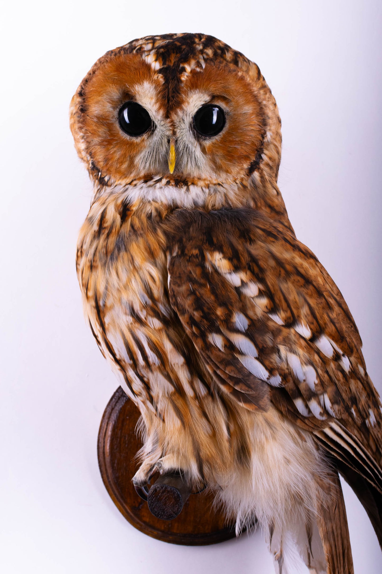 Tawny Owl Taxidermy Wall Mount For Sale