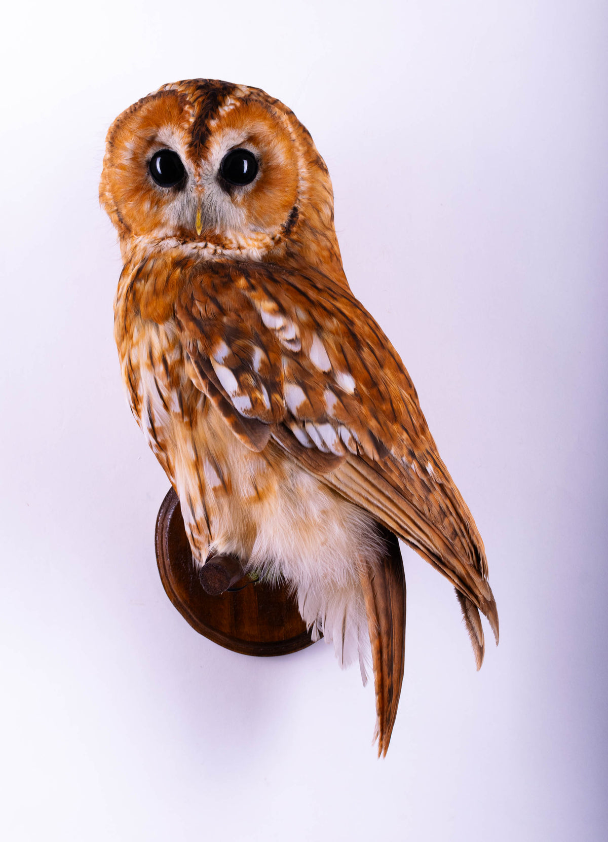Tawny Owl Taxidermy Wall Mount