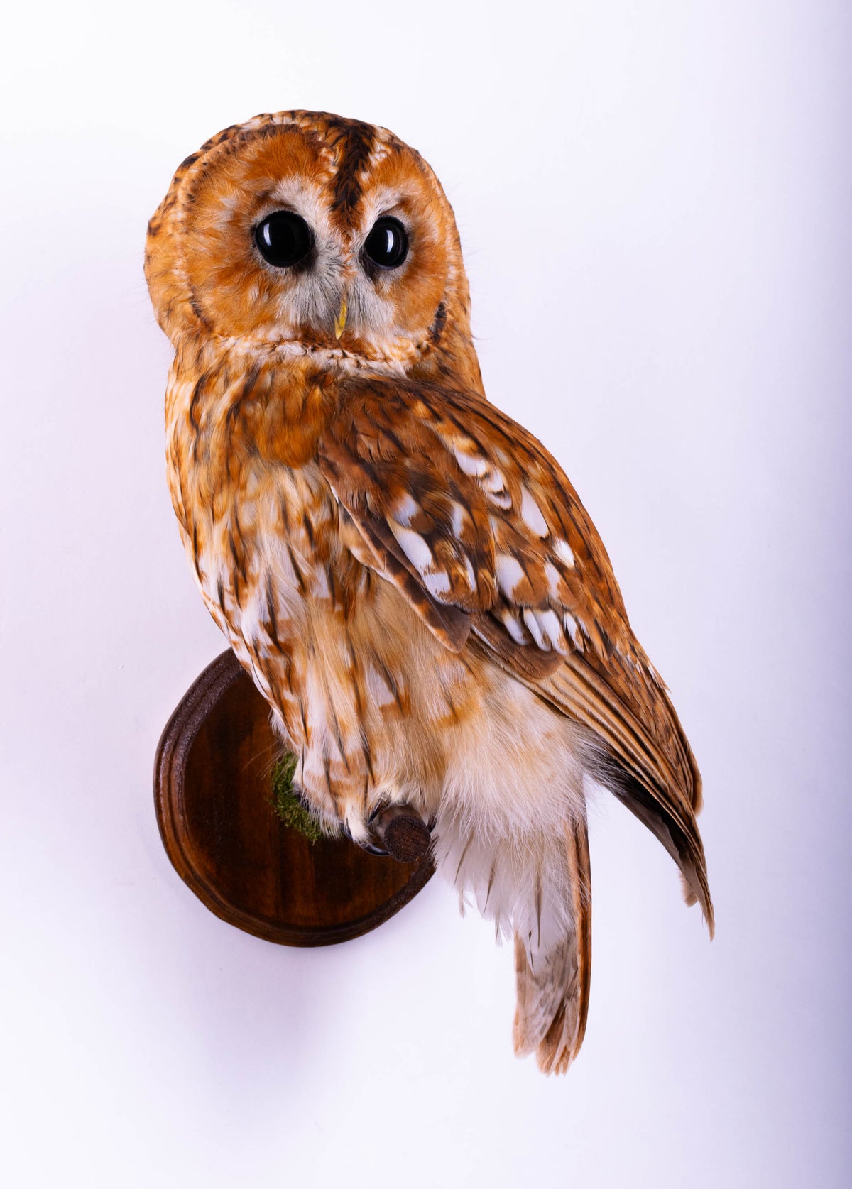 Tawny Owl Taxidermy Wall Mount