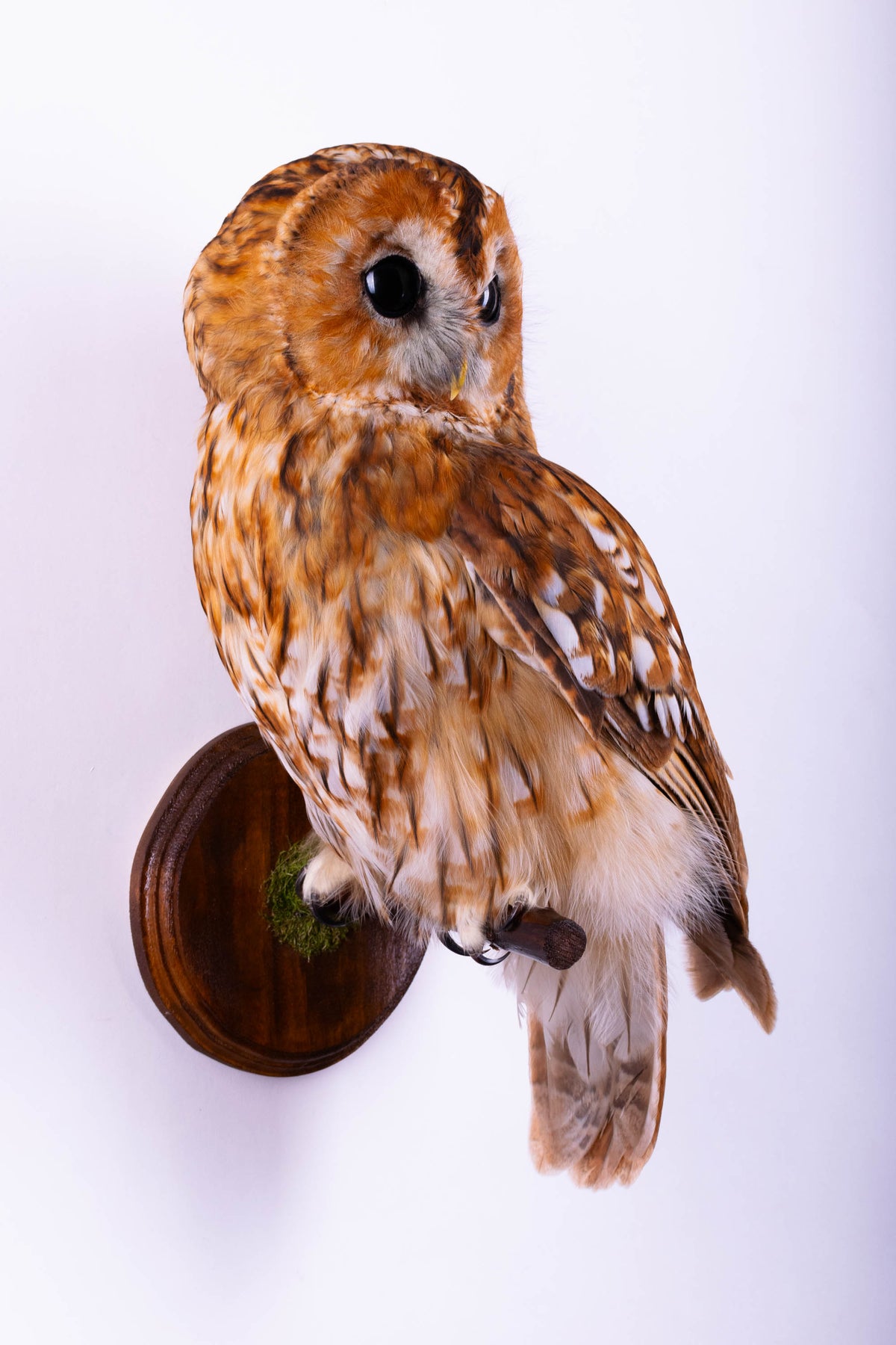 Tawny Owl Taxidermy Wall Mount