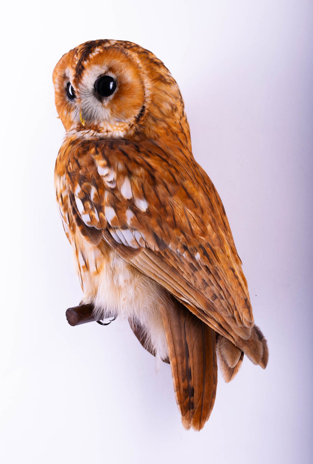 Tawny Owl Taxidermy Wall Mount