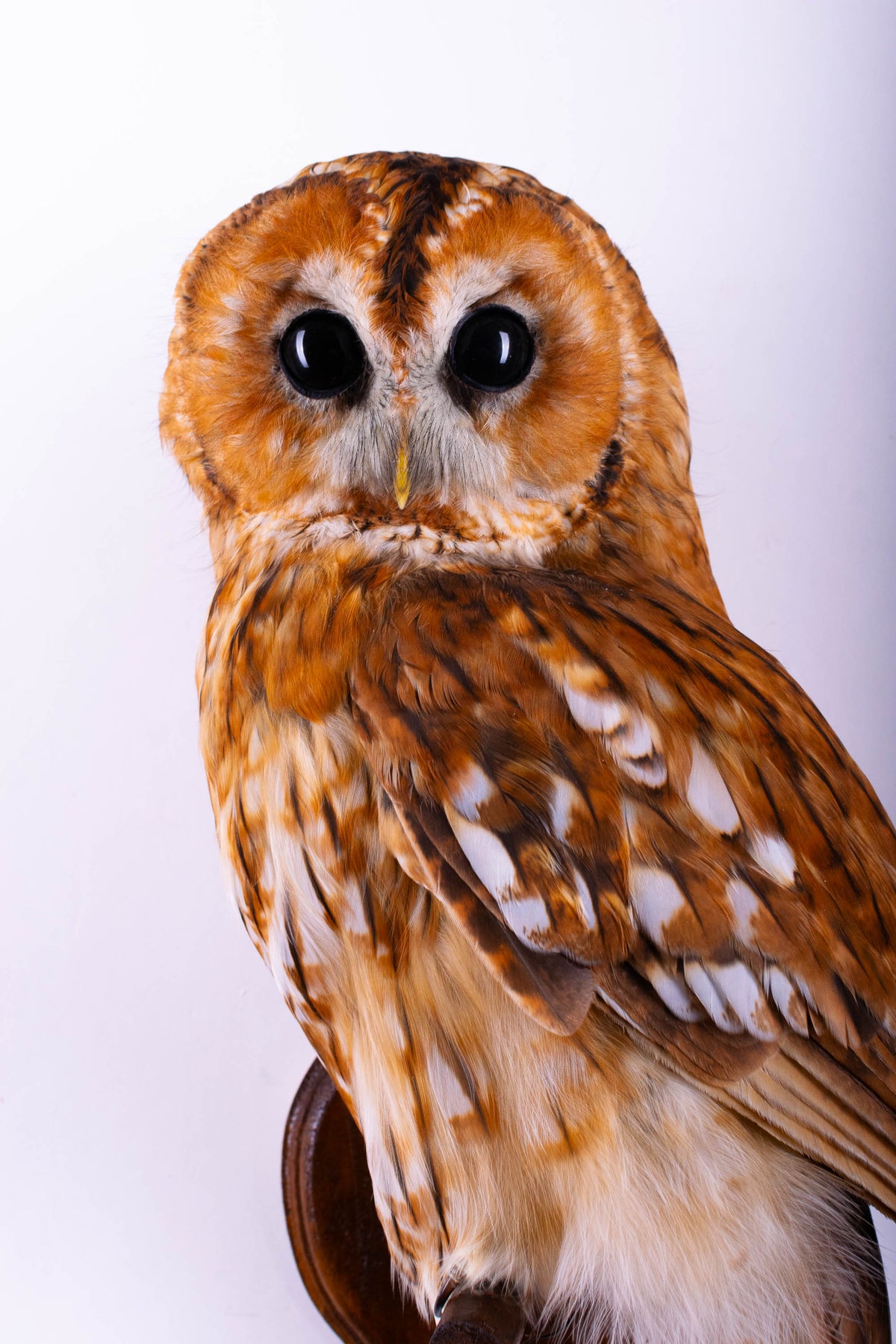 Tawny Owl Taxidermy Wall Mount