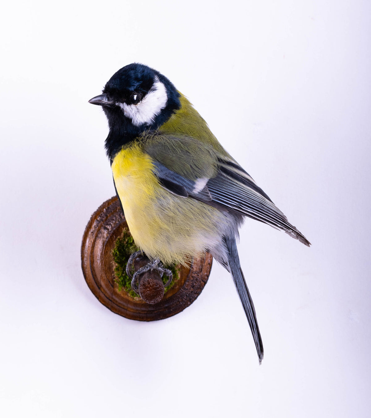 Great Tit Taxidermy Wall Mount
