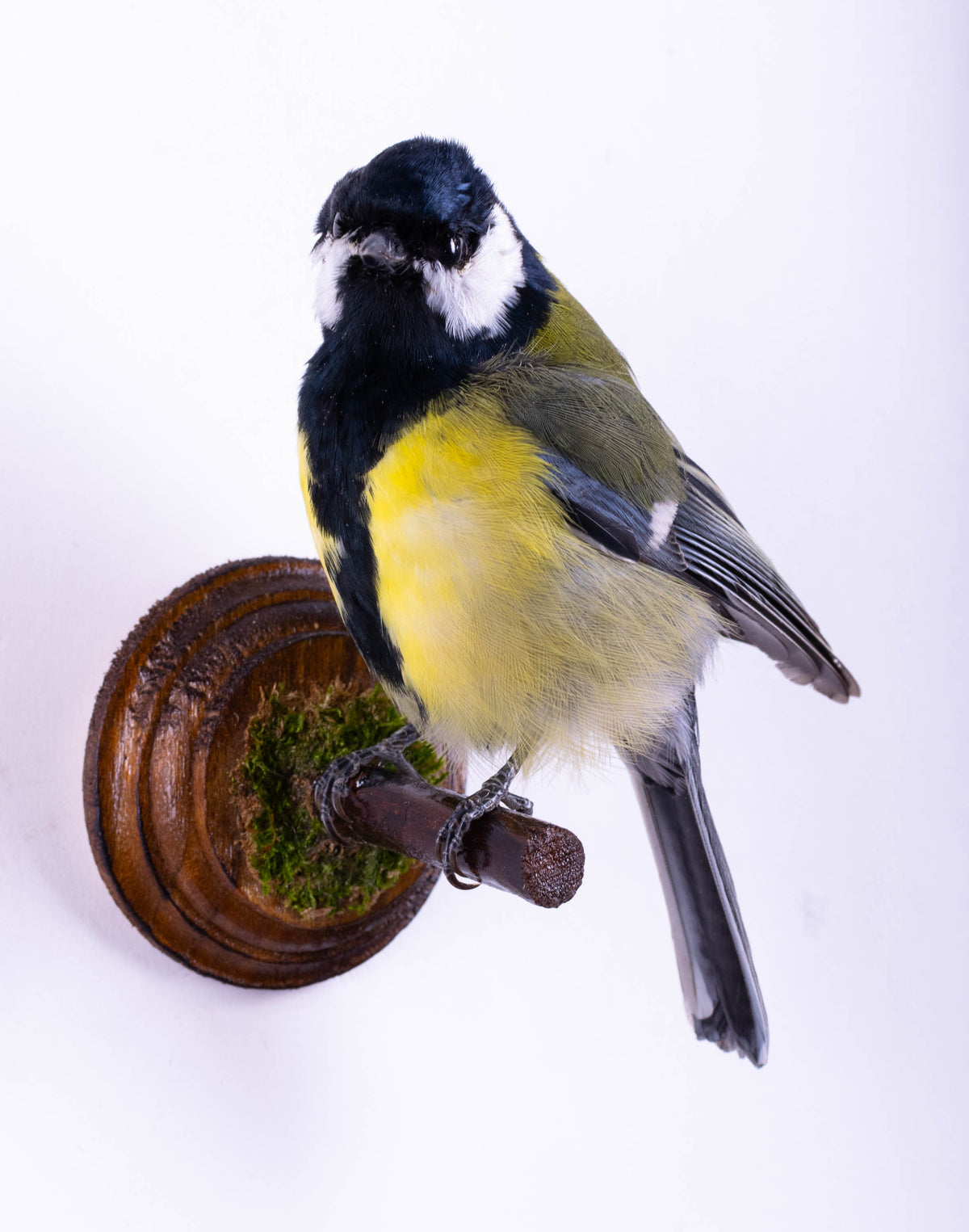 Great Tit Taxidermy Wall Mount