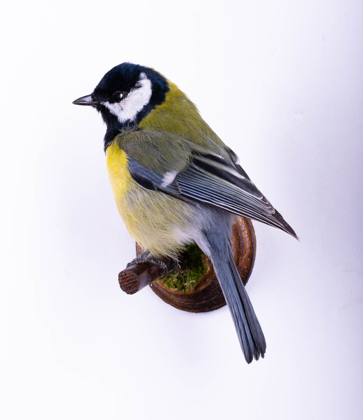 Great Tit Taxidermy Wall Mount