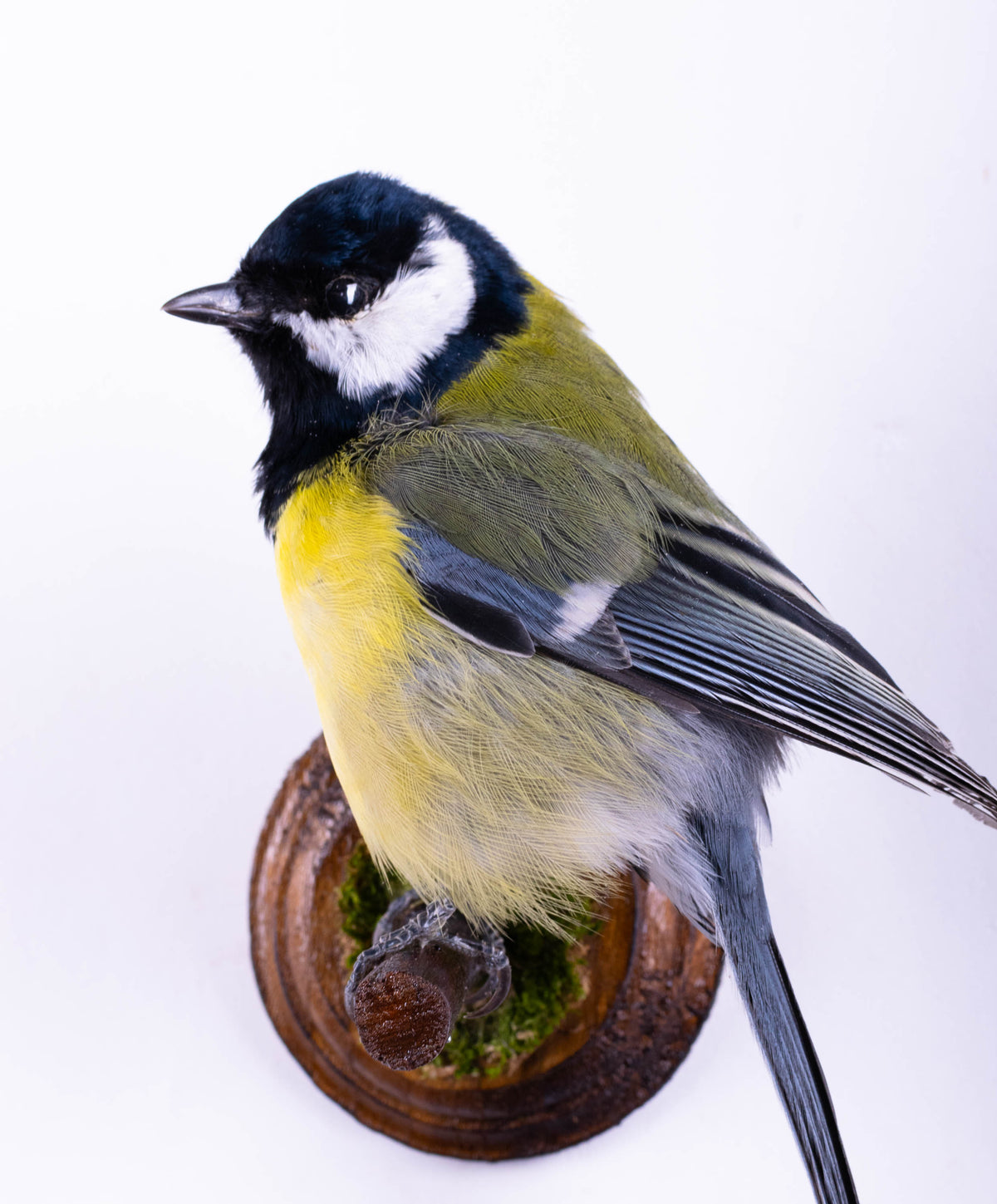 Great Tit Taxidermy Wall Mount