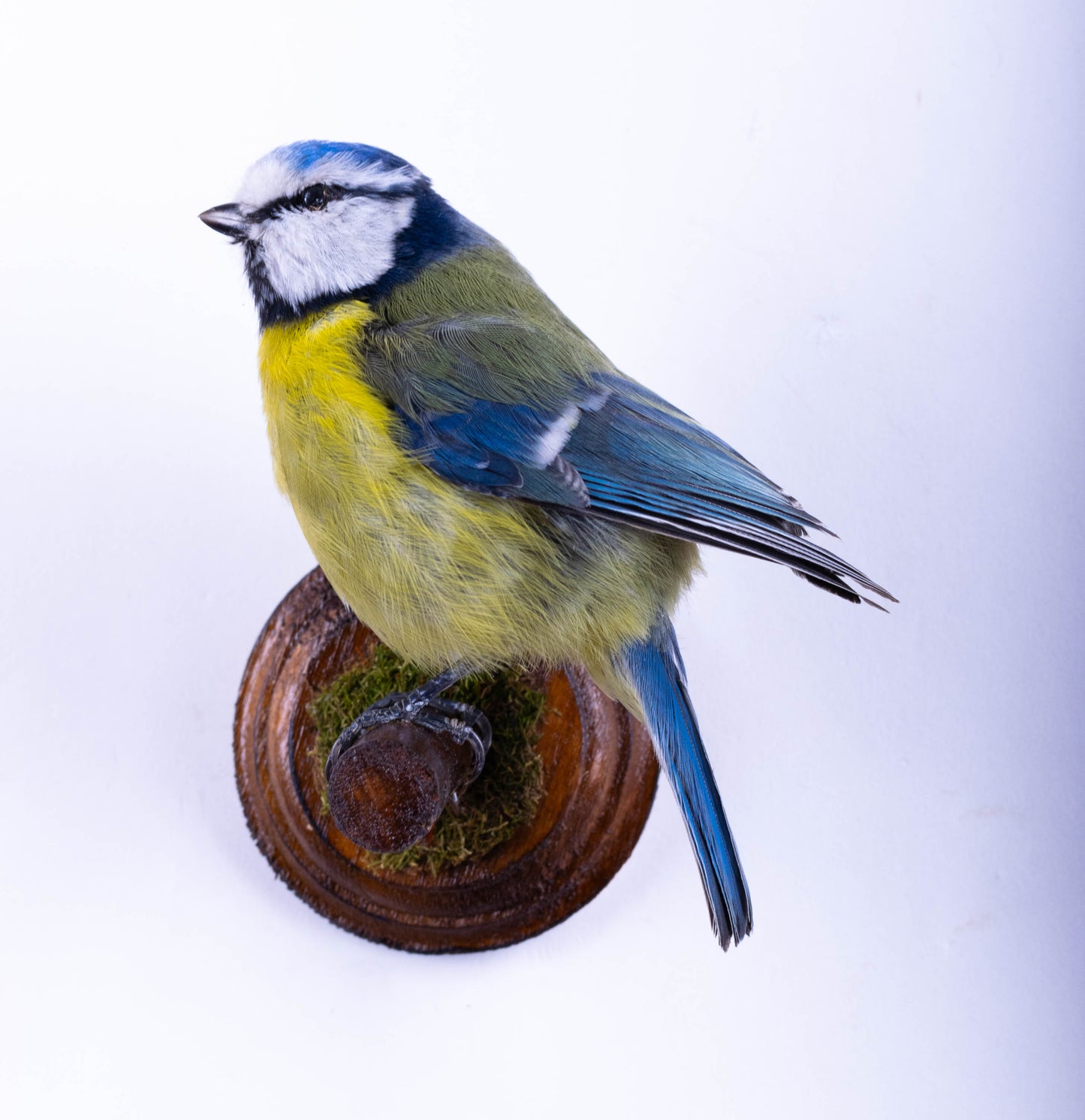 Blue Tit Taxidermy Wall Mount For Sale
