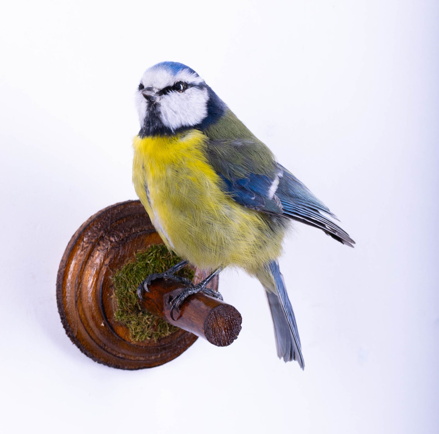 Blue Tit Taxidermy Wall Mount For Sale