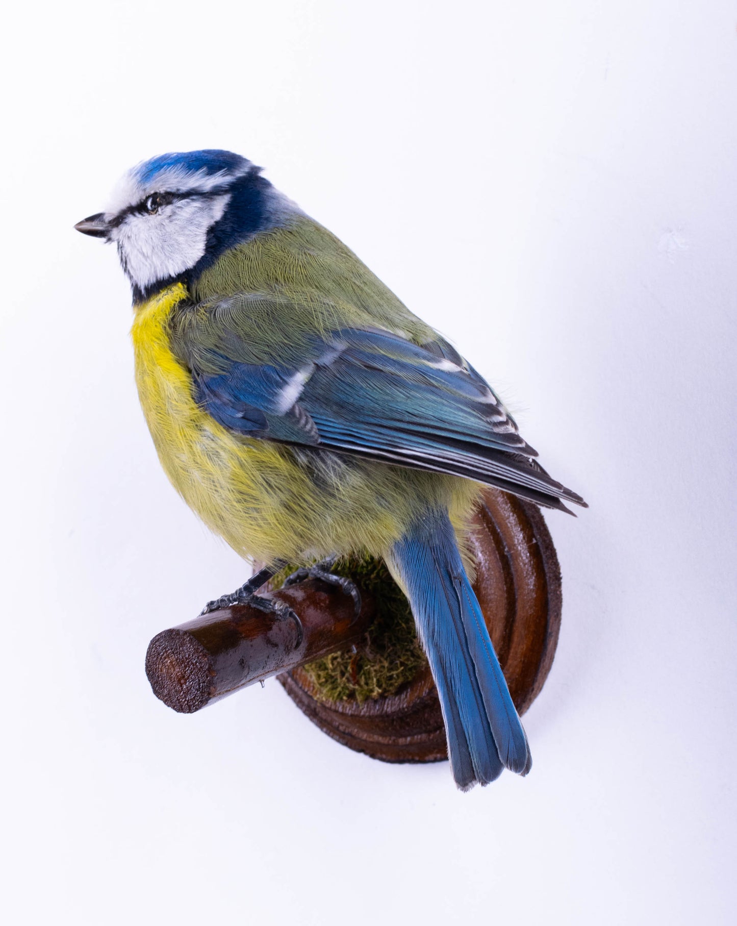 Blue Tit Taxidermy Wall Mount For Sale