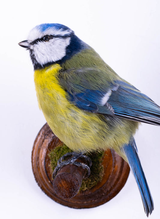 Blue Tit Taxidermy Wall Mount For Sale