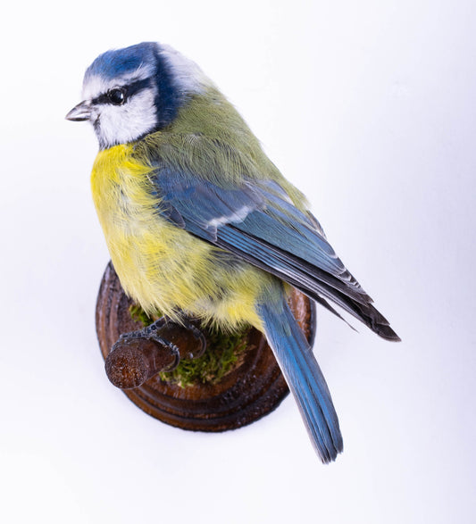 Blue Tit Taxidermy Wall Mount For Sale