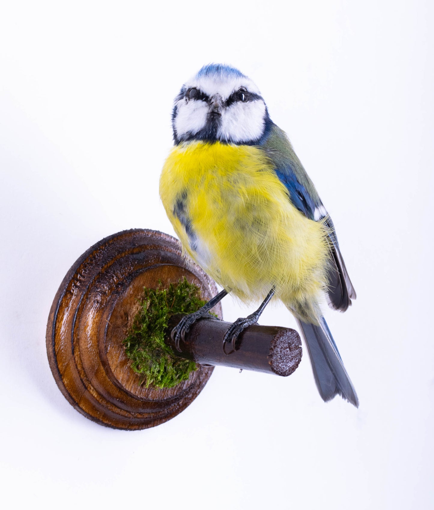 Blue Tit Taxidermy Wall Mount For Sale