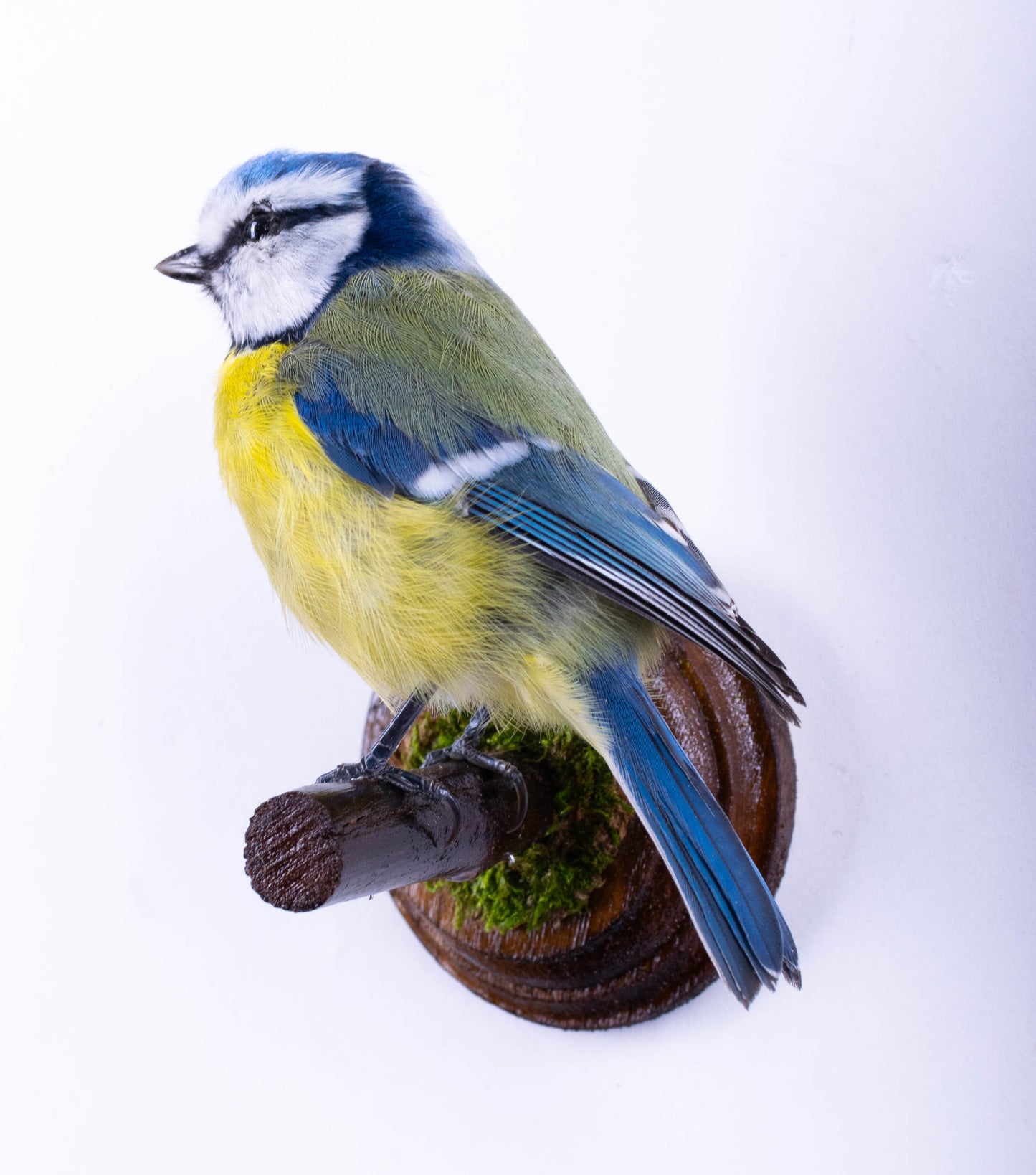 Blue Tit Taxidermy Wall Mount For Sale