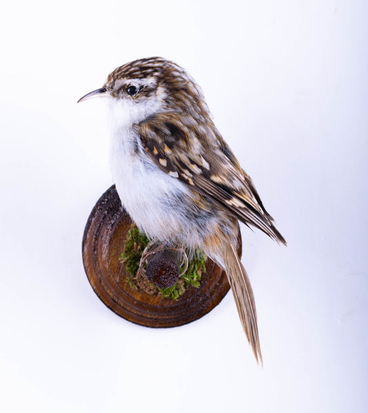 Treecreeper Taxidermy Wall Mount For Sale