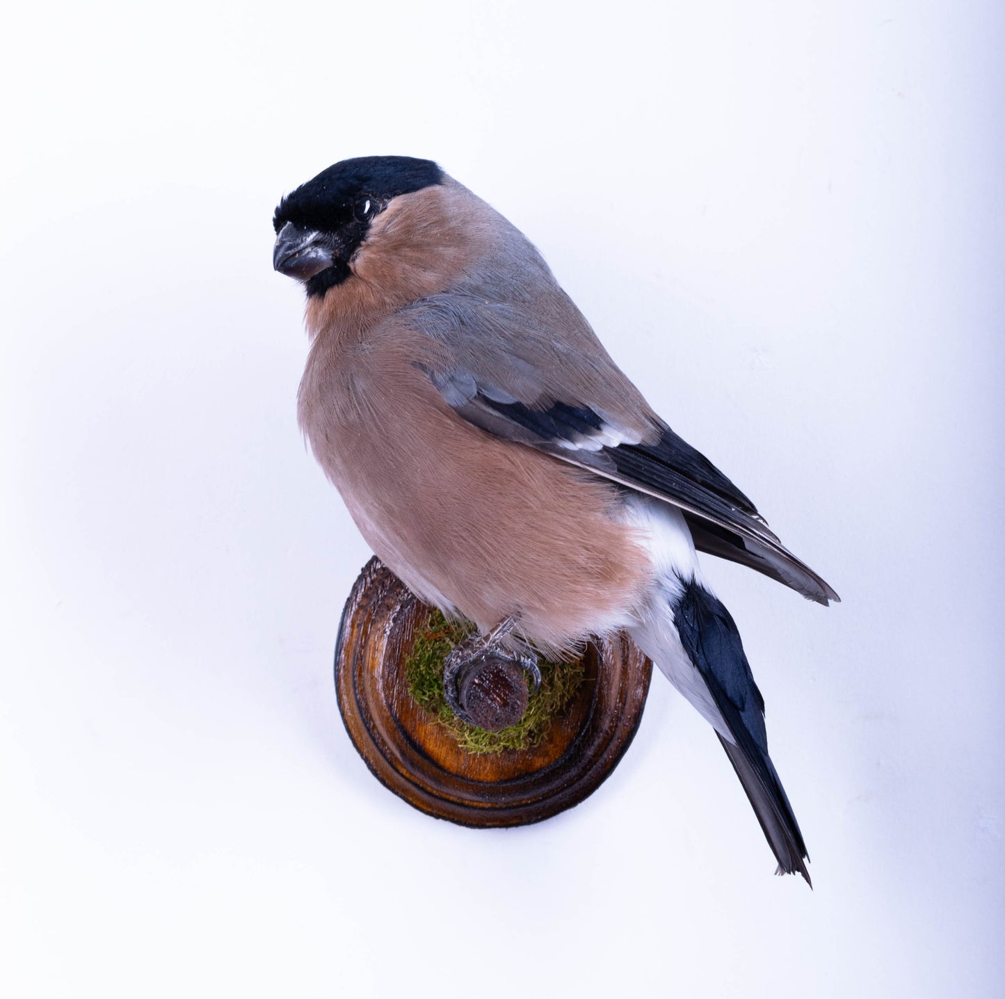 Bullfinch Taxidermy Wall Mount For Sale