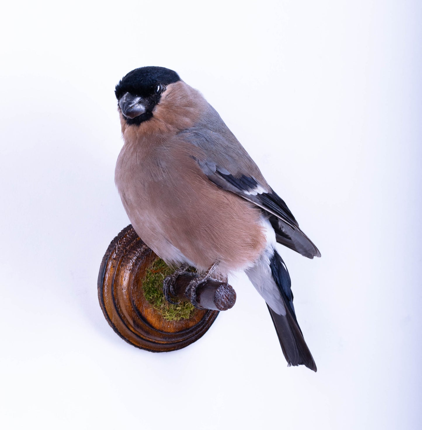 Bullfinch Taxidermy Wall Mount For Sale