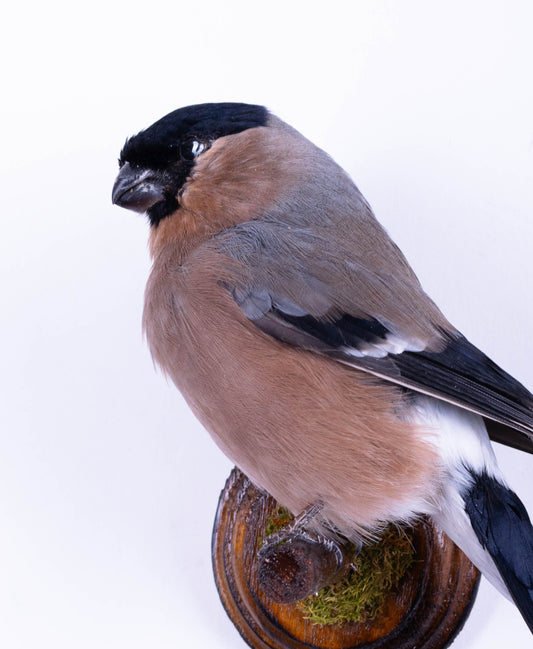 Bullfinch Taxidermy Wall Mount For Sale