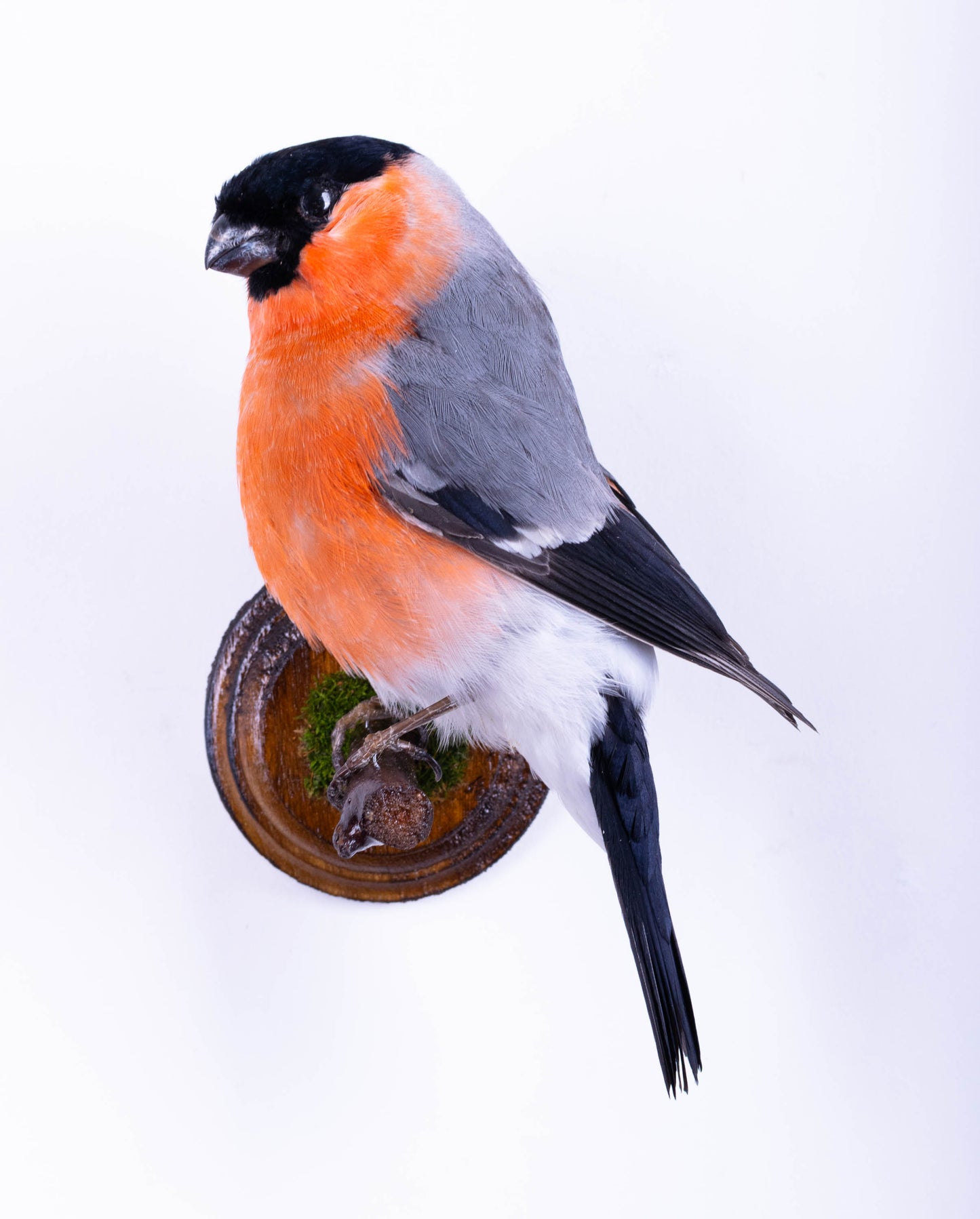 Bullfinch Taxidermy Wall Mount For Sale