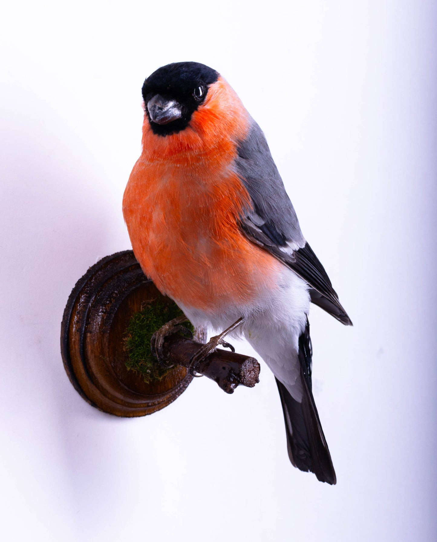 Bullfinch Taxidermy Wall Mount For Sale