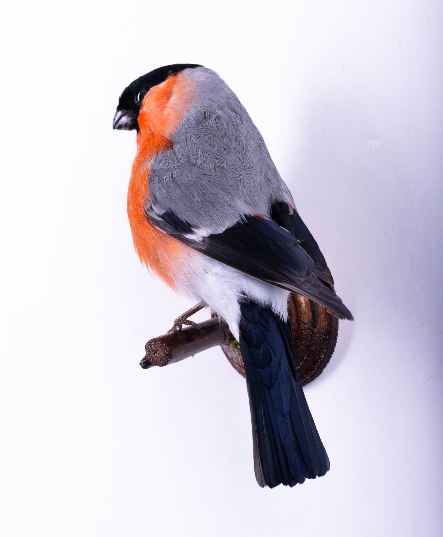 Bullfinch Taxidermy Wall Mount For Sale