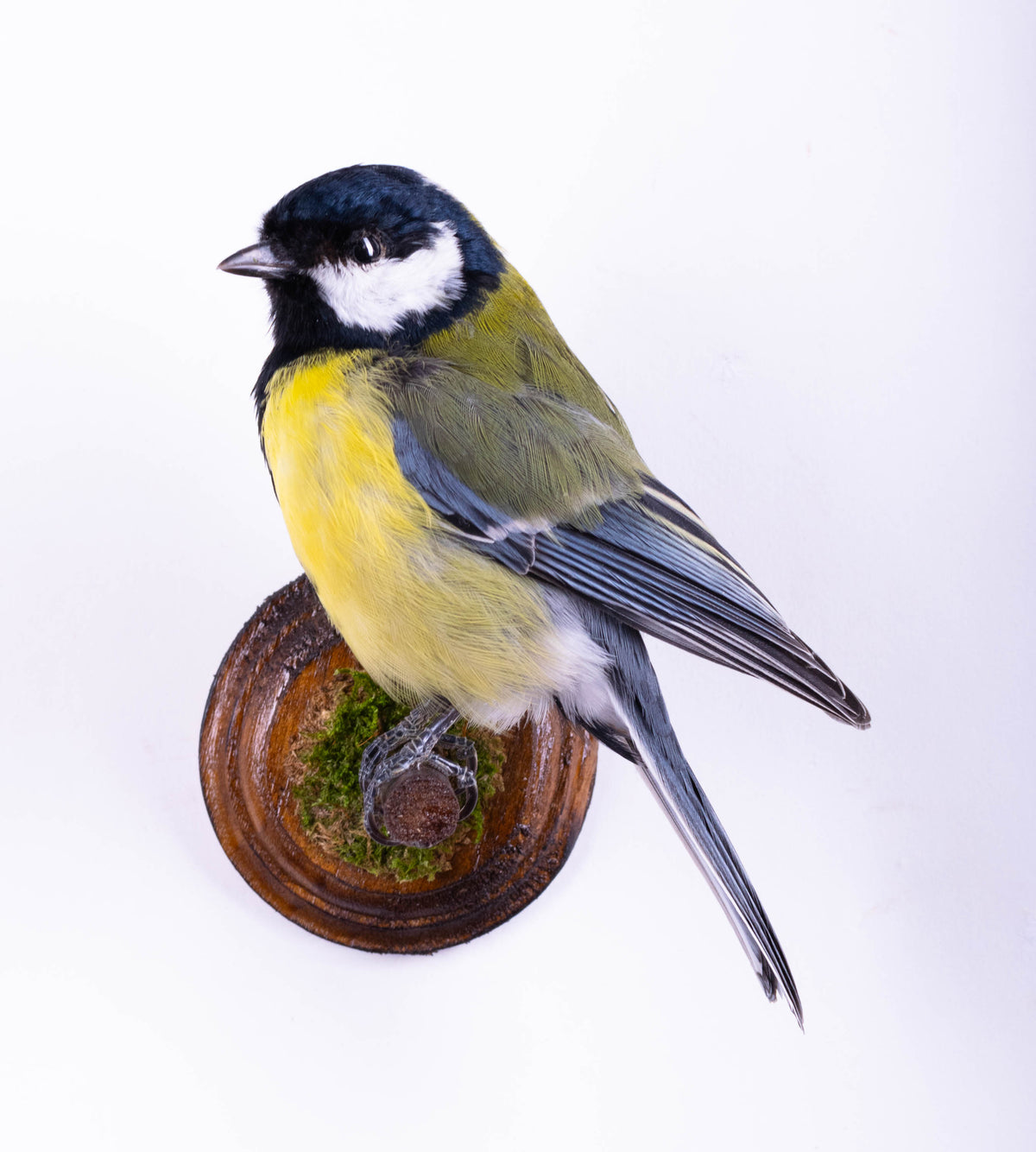 Great Tit Taxidermy Wall Mount