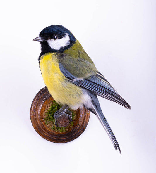 Great Tit Taxidermy Wall Mount