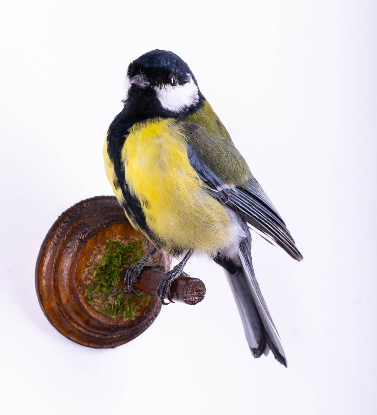 Great Tit Taxidermy Wall Mount