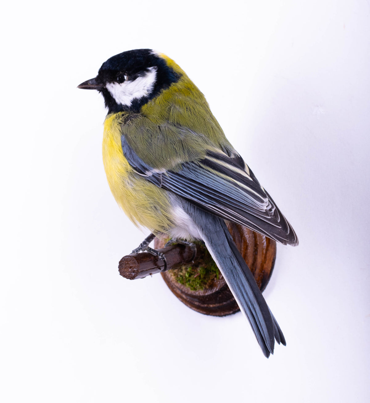 Great Tit Taxidermy Wall Mount