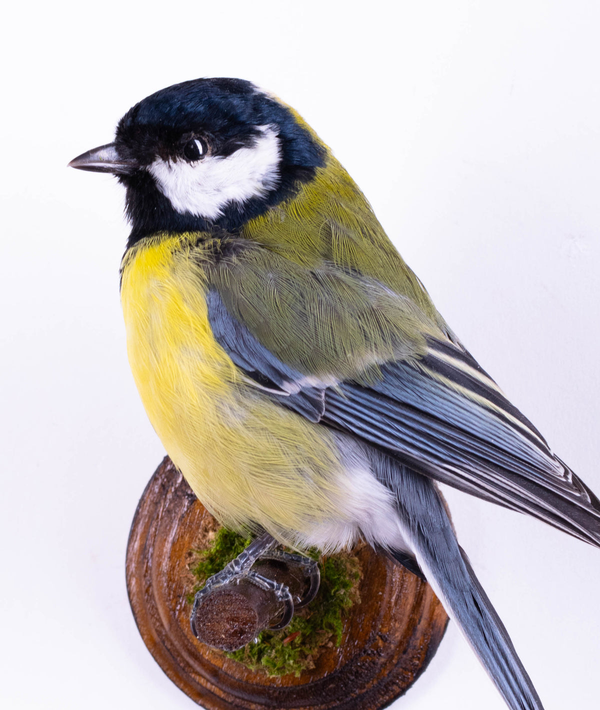 Great Tit Taxidermy Wall Mount
