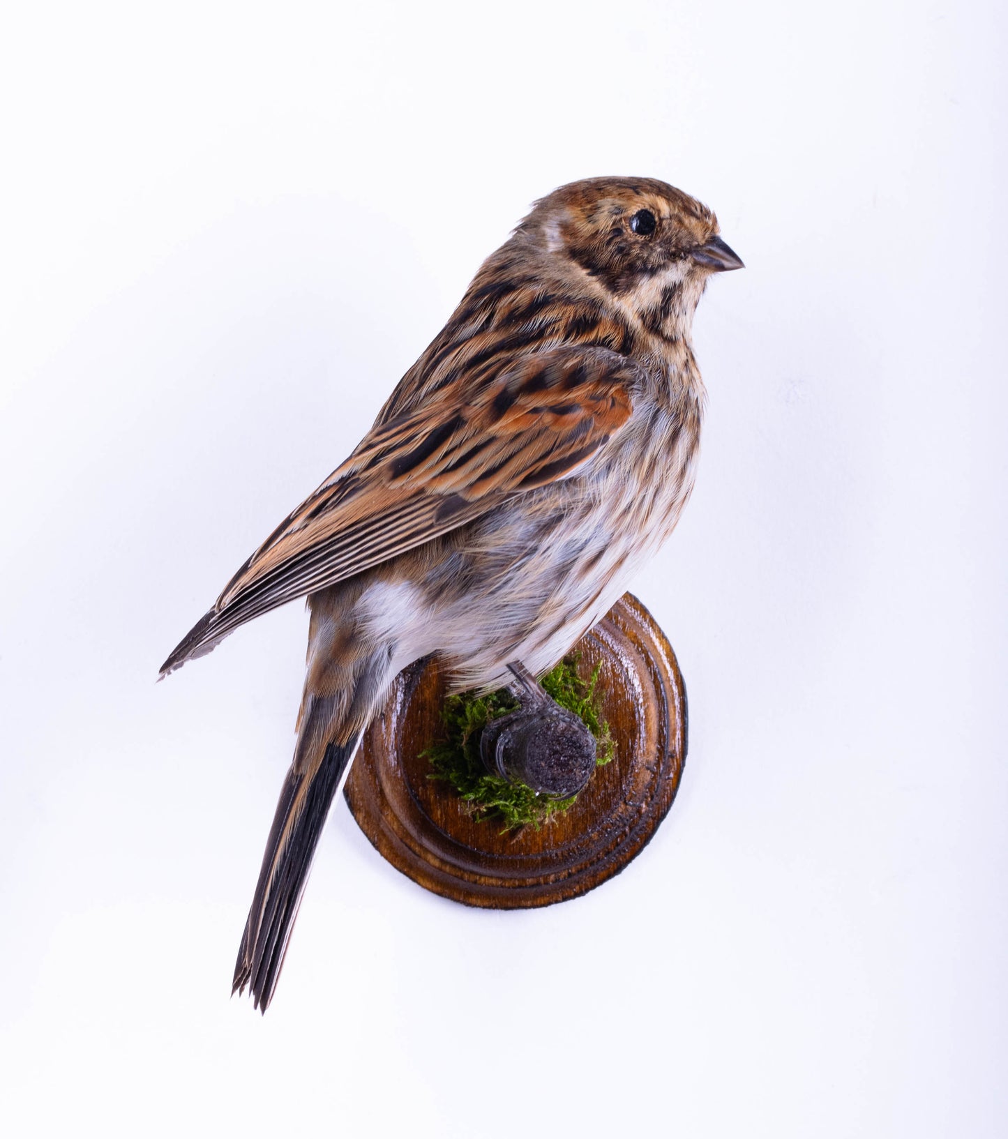Reed Bunting Taxidermy Wall Mount For Sale