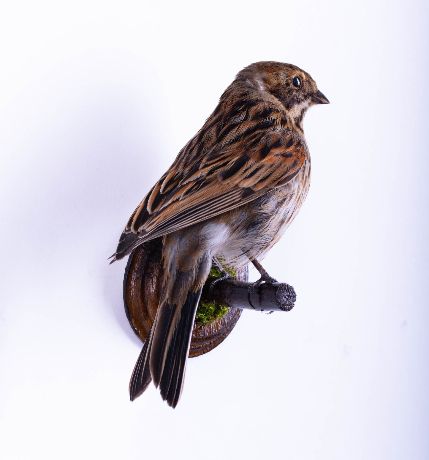 Reed Bunting Taxidermy Wall Mount For Sale