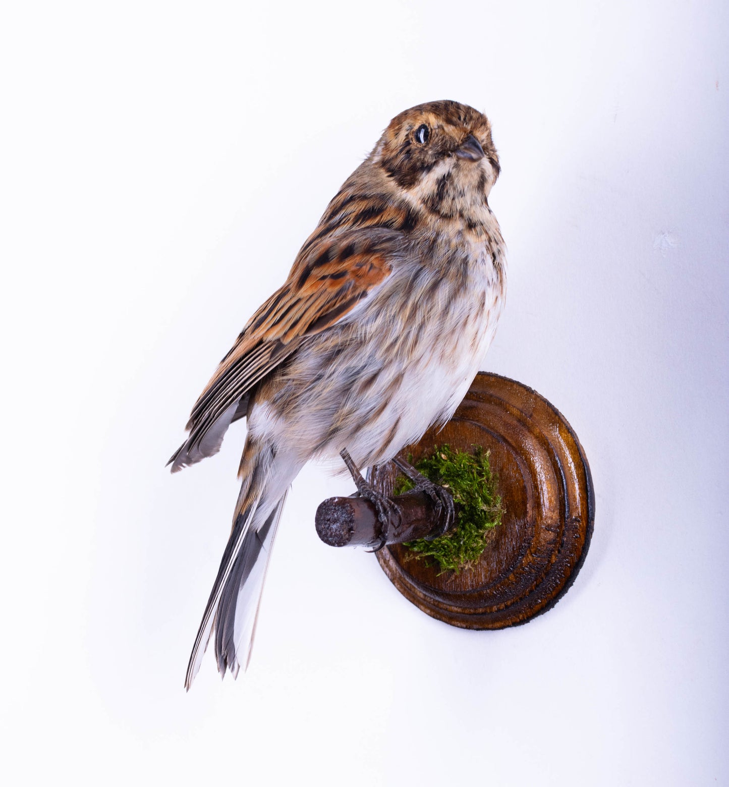 Reed Bunting Taxidermy Wall Mount For Sale