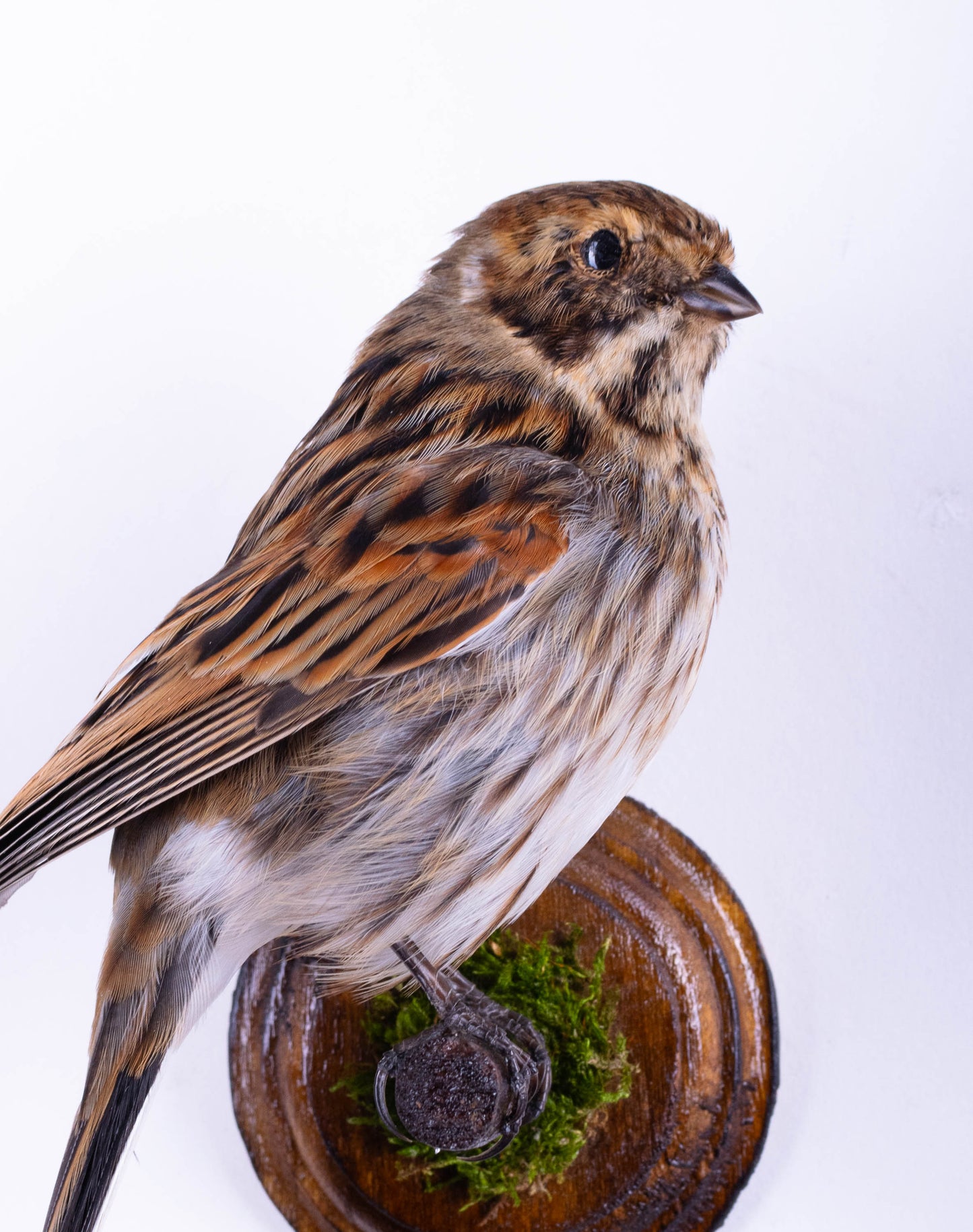 Reed Bunting Taxidermy Wall Mount For Sale