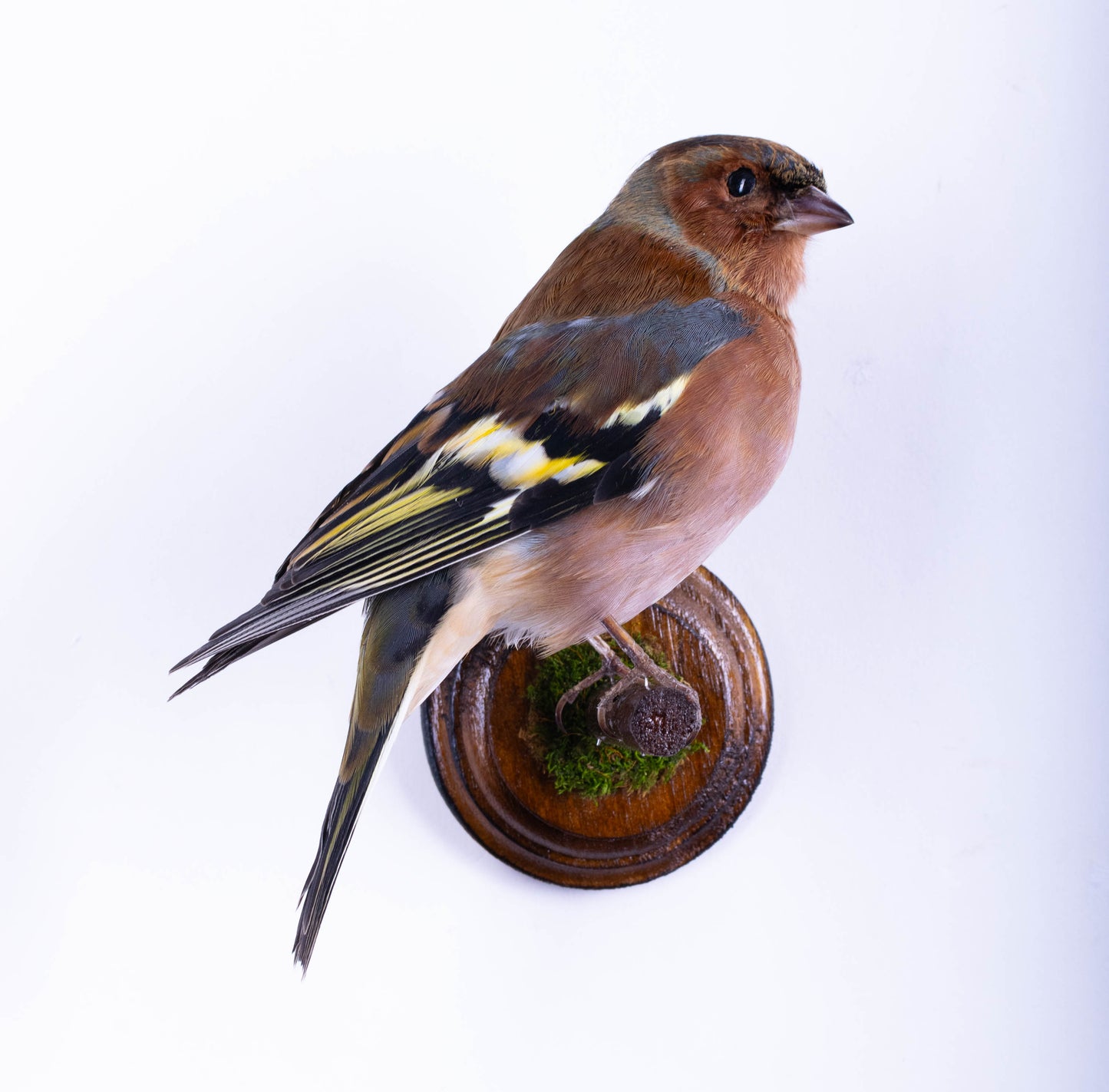 Chaffinch Taxidermy Wall Mount For Sale