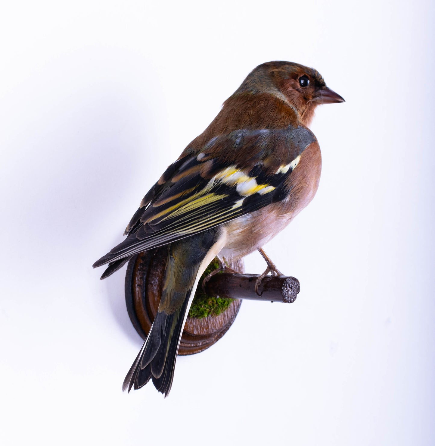 Chaffinch Taxidermy Wall Mount For Sale
