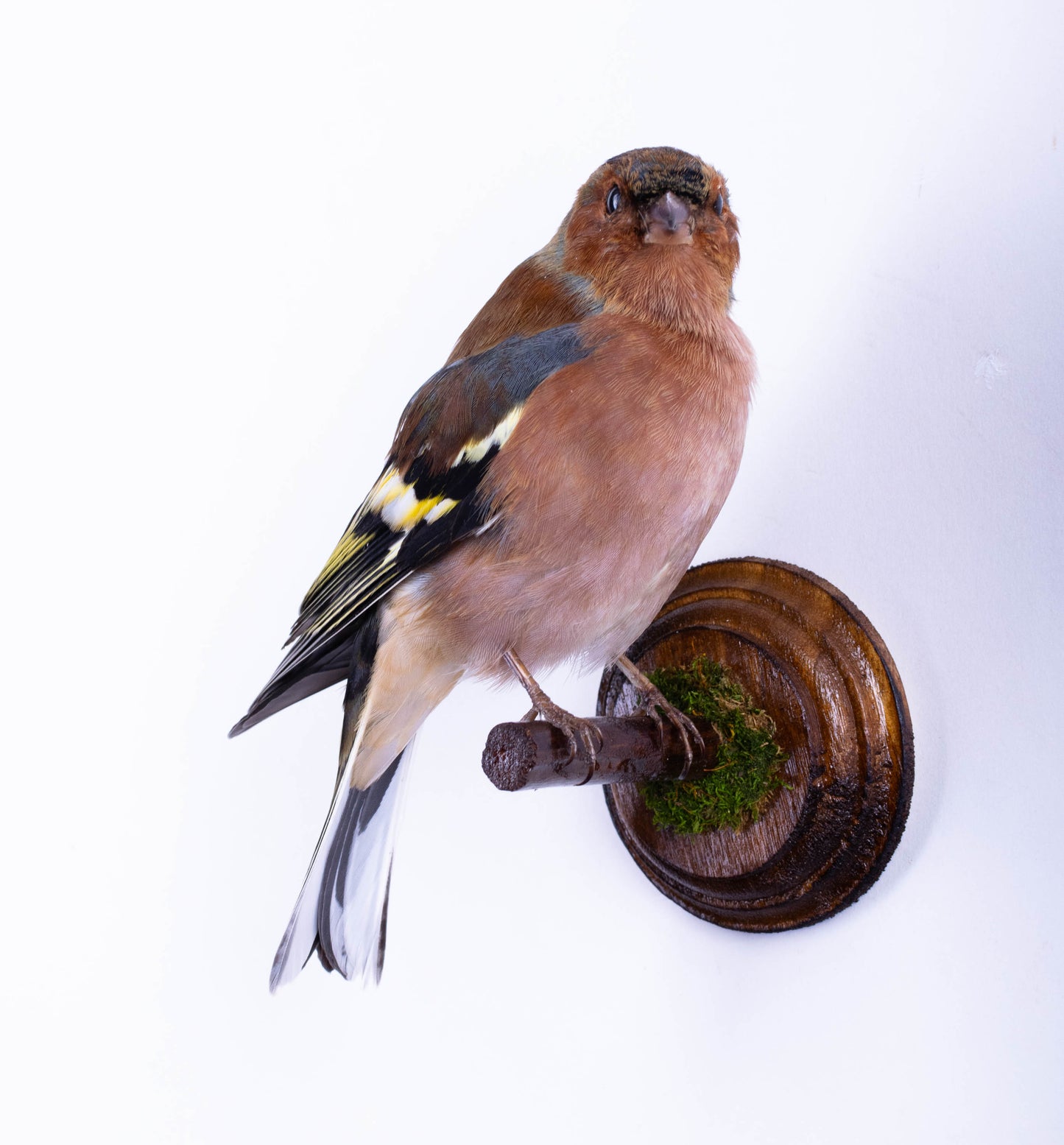 Chaffinch Taxidermy Wall Mount For Sale