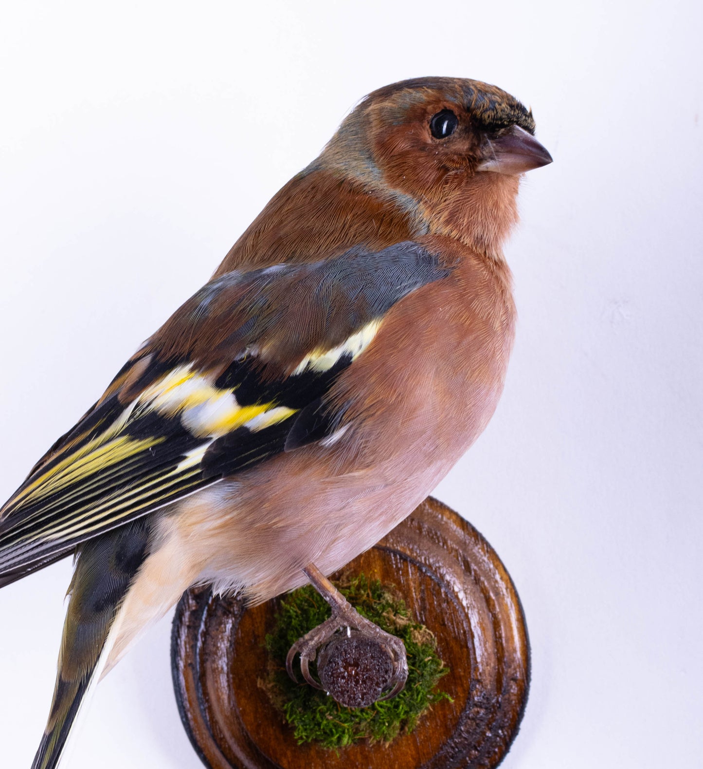 Chaffinch Taxidermy Wall Mount For Sale