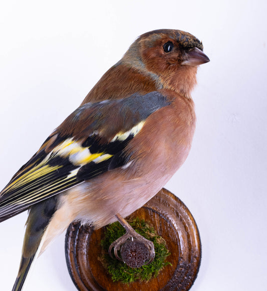 Chaffinch Taxidermy Wall Mount For Sale