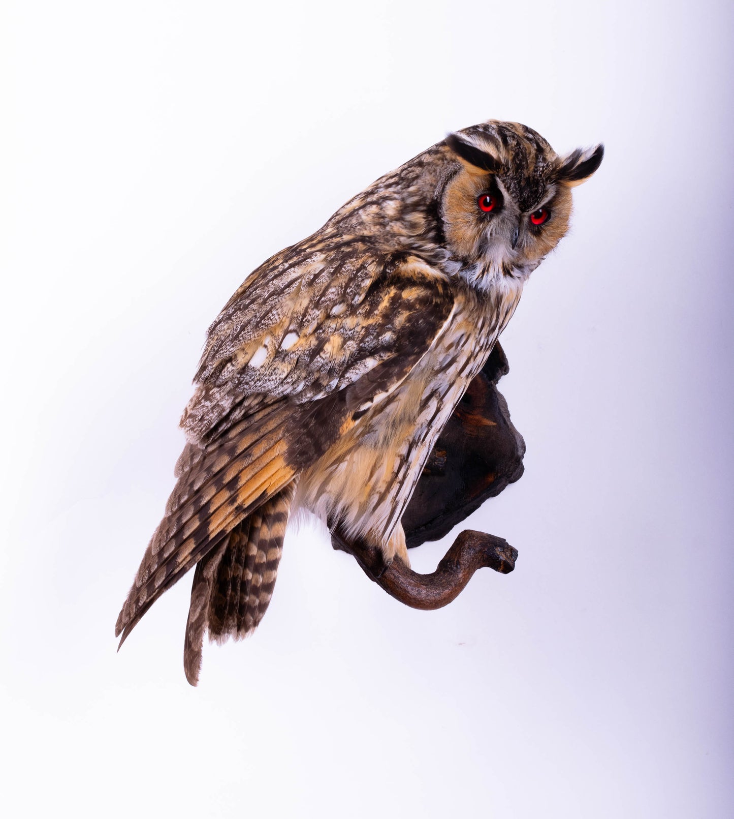 Long-eared owl Taxidermy Wall Mount