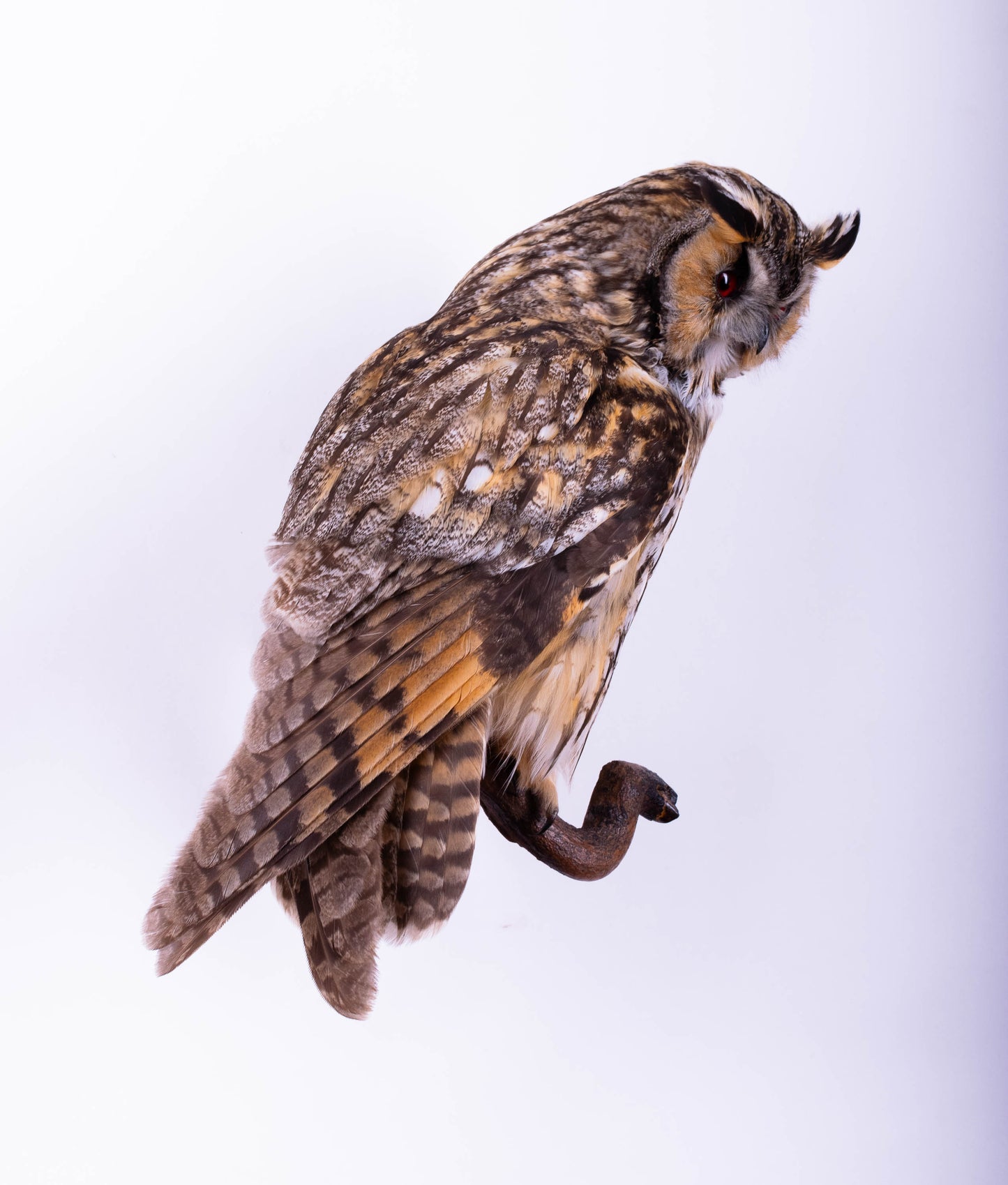 Long-eared owl Taxidermy Wall Mount